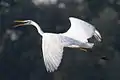 Grande aigrette