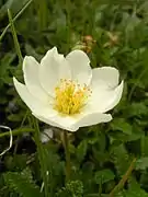 Dryas octopetala