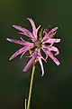 Lychnis fleur de coucou, diamètre 3 à 4 cm, couverte de la rosée du matin. Juin 2021.