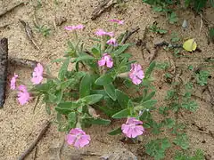 Description de l'image Silene littorea 1.JPG.