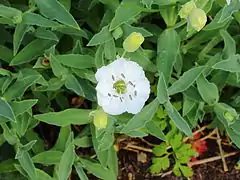 Silene maritima