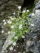 Silène des rochers dans les Spitzkoepfe.