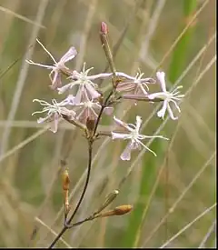 Silene sennenii