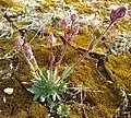 Silene sorensenis dans la région d'Upernavik