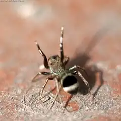 Description de cette image, également commentée ci-après