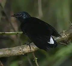 L'oiseau des Fidji qui a inspiré le nom de l'équipe