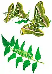 Gravure en couleurs présentant le bombyx de l'ailante sur la plante.