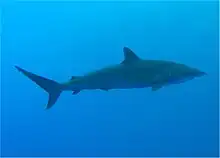 Vue de côté et sous l'eau d'un requin, au corps fuselé avec un museau pointu et une petite nageoire dorsale.
