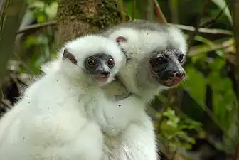 Femelle Sifaka soyeux portant son petit sur le dos.