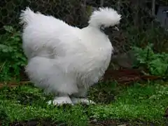 Poule nègre-soie, variété blanche.