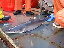 Un requin, de petite taille, gisant sur le pont d'un navire