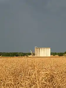 Le silo de Villemaréchal au second plan d'un champ de colza prêt à être récolté.