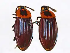 Description de l'image Silphidae - Oxelytrum cayennense.JPG.
