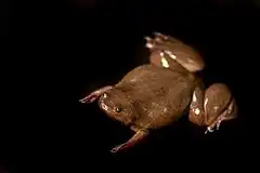 Description de l'image Silurana epitropicalis - Cameroon Clawed frog.jpg.