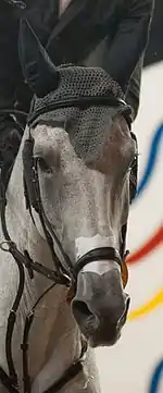 Gros plan sur une tête de cheval gris, vue de face.