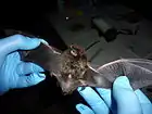 Chauve-souris argentée