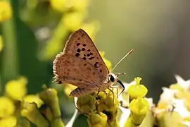 Crudaria leroma