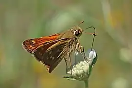 Hesperia comma