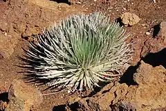 Plante endémique du cratère Haleakalā