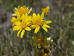 Arnica chamissonis (Californie, États-Unis).