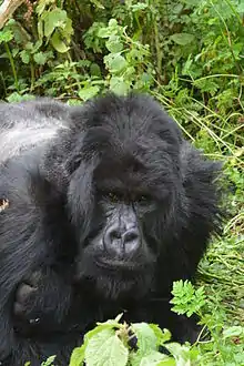 Gorille des montagnes, mâle dominant d'une famille du parc national des volcans.