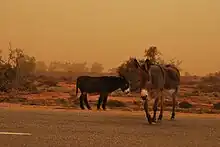 Ânes évoluant librement en Australie