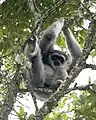 Gibbon cendré