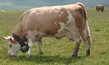 Photo couleur d'une vache pie rouge. La tête, le ventre et les pattes sont blanc et le cornage court et tourné vers l'arrière. La morphologie est trapue avec une mamelle développée.