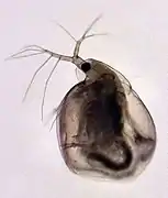 Simocephalus vetulus