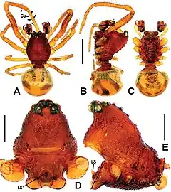 Description de l'image Sinanapis crassitarsa (10.3897-zookeys.790.25793) Figure 1.jpg.