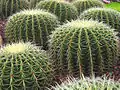 Echinocactus grusonii.