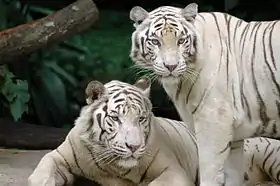 Deux tigres blancs.