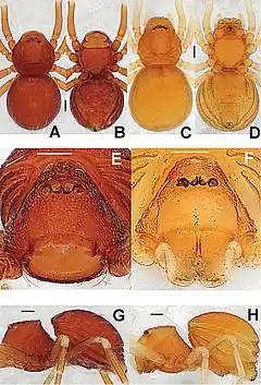 Description de l'image Singaporemma singulare (10.3897-zookeys.661.10677) Figure 22.jpg.