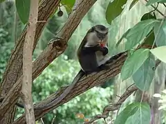 Singe à ventre blanc