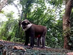 Singe à ventre rouge (Cercopithecus erythrogaster)