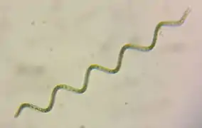 Arthrospira platensis (Microcoleaceae)