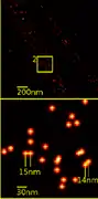 Détection de la molécule YFP dans une cellule cancéreuse humaine, à une échelle nanométrique.