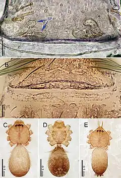 Description de l'image Sinoderces aiensis (10.3897-zookeys.886.39212) Figure 16.jpg.