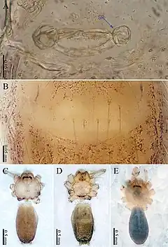 Description de l'image Sinoderces dewaroopensis (10.3897-zookeys.886.39212) Figure 8.jpg.