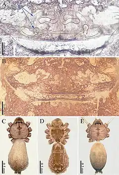 Description de l'image Sinoderces khanensis (10.3897-zookeys.886.39212) Figure 2.jpg.