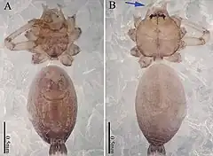 Description de l'image Sinoderces kieoensis (10.3897-zookeys.886.39212) Figure 20.jpg.