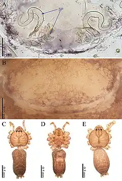 Description de l'image Sinoderces luohanensis (10.3897-zookeys.886.39212) Figure 4.jpg.