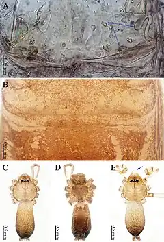 Description de l'image Sinoderces phathaoensis (10.3897-zookeys.886.39212) Figure 6.jpg.