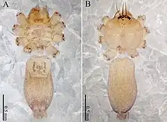 Description de l'image Sinoderces saraburiensis (10.3897-zookeys.886.39212) Figure 18.jpg.