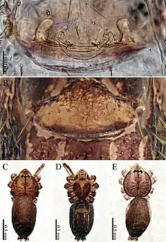 Description de l'image Sinoderces wenshanensis (10.3897-zookeys.886.39212) Figure 14.jpg.