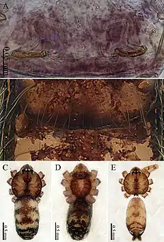 Description de l'image Sinoderces xueae (10.3897-zookeys.886.39212) Figure 10.jpg.