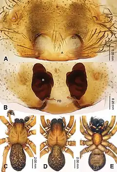 Description de l'image Sinodraconarius sangjiuensis (10.3897-zookeys.770.22470) Figure 2.jpg.