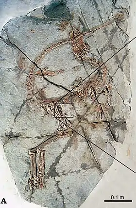 fossile de Sinosauropteryx