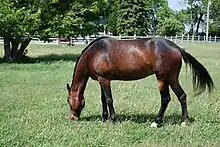 Standardbred