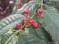 fruit de Siparuna guianensis